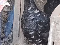 Turkeys — عکس 1