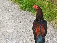 Chickens — foto 1