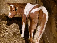 Toro, Ganado vacuno — foto 2