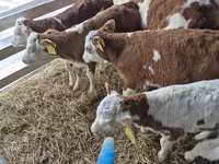 گاو نر, Simmental cattle — عکس 7