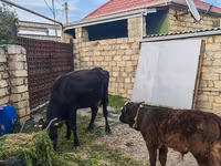 Vacă, Simmental cattle — foto 3