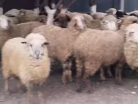 የጎትት አውራ በግ, Sheep — ፎቶ 3