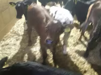 โคเนื้อ (เป็นล็อต, ไม่ระบุเพศ), Simmental cattle — รูปภาพ 4
