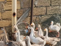 Geese — عکس 4