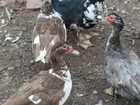 Guinea fowl — 照片 1