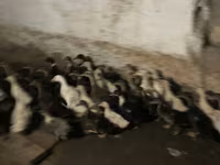 Ducks — foto 3