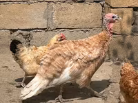 Turkeys — عکس 5
