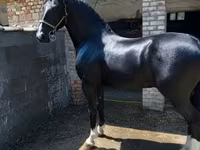 اسب نر, Dutch warmblood horse — عکس 1
