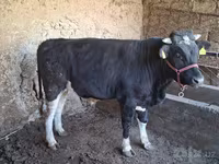 Bou, Bovine — foto 8
