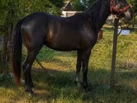Kuda jantan, Hungarian horse breed — foto 3