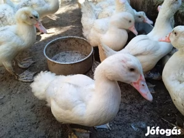 Ducks