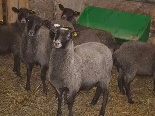 Vædder, Romanov sheep