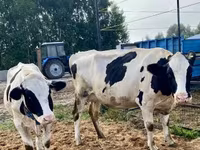 Vaca, Ganado vacuno — foto 8