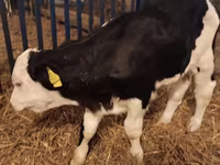 Bik, Simmental cattle — fotografija 4