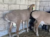 雄羊, Arashan sheep — 写真 2