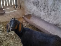 Koza, Nubian Goat — fotografija 2