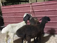 گوسفند (گروه، جنسیت مشخص نشده), گوسفند — عکس 2