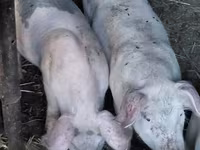 Boar, Pigs — photo 3