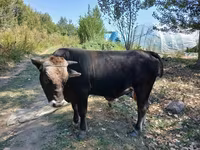 گاو نر, گاو — عکس 2