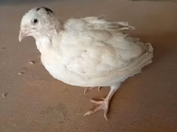 Quails
