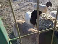 แกะตัวผู้, Dorper sheep — รูปภาพ 3