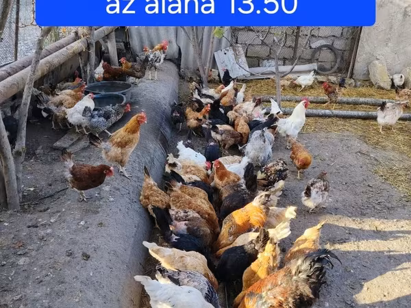 Unvan qaracuxur hamisi saglamdilar yumurtalayirlar xoruzlar 20