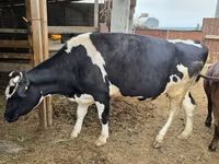 Vache, Race Holstein — photo 2