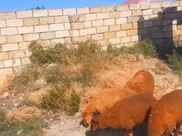 گوسفند (گروه، جنسیت مشخص نشده), گوسفند