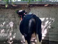 Toro, Bovini — foto 5