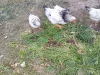 Chickens — تصویر 2