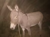 Kuda (lot, jantina tidak dinyatakan), Horses — foto 1