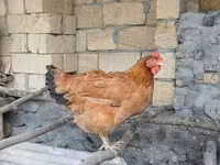 Chickens — عکس 2