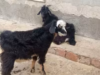 بز (گروه، جنسیت مشخص نشده), Angora goats — عکس 2