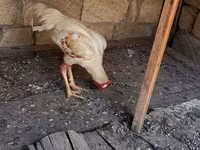 Chickens — عکس 3