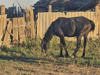 Hengst, Pferde — Foto 4
