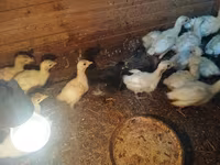 Turkeys — zdjęcie 1