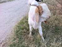 숫염소, Boer goat — 사진 4