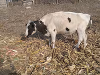 Cow, Russian Black pied cattle — photo 1