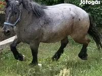 ሴት ፈረስ, Hungarian horse breed — ፎቶ 3