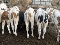 Bik, Simmental cattle — fotografija 4