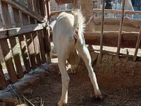 Buk, Saanen goat — foto 2