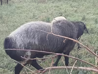 Қошқар, Edilbay sheep — 4-сурет