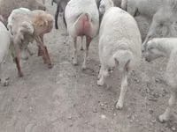 قوچ, گوسفند — عکس 2