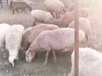 میش, گوسفند — عکس 6