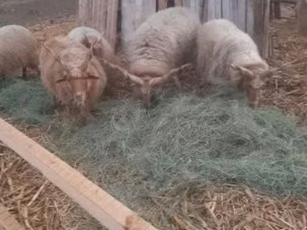 Vædder, Racka sheep