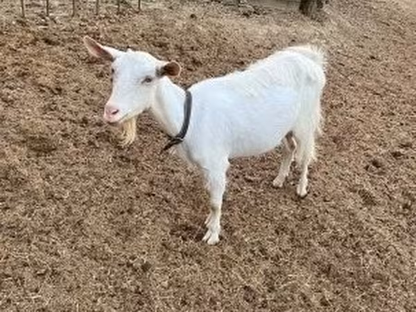 Goat, Saanen goat