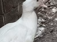 Дотоодын москв — 2 зураг