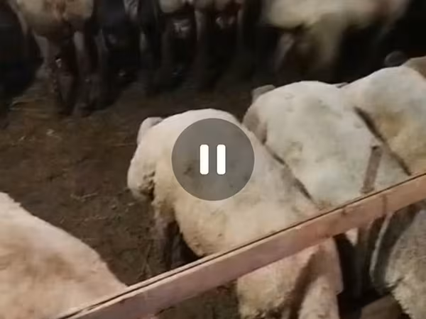 Ovce (šarže, pohlaví neuvedeno), Karakul sheep