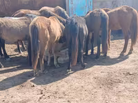 Faras dhaddig, Horses — sawirka 2
