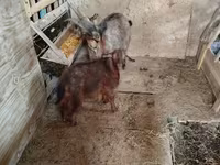 Kambing betina, Goats — foto 2